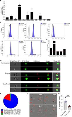 Differential regulation of Type 1 and Type 2 mouse eosinophil activation by apoptotic cells